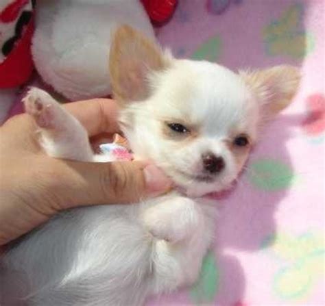Look at pictures of chihuahua puppies in oregon who need a home. Chihuahua puppies for adoption now - Pets Rehoming, Abu ...