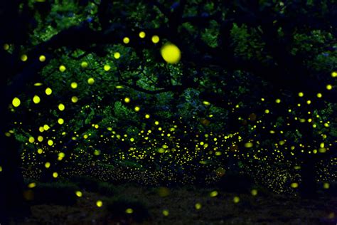 Flight Paths Of Fireflies Made Visible In Beautiful Long Exposure Photo