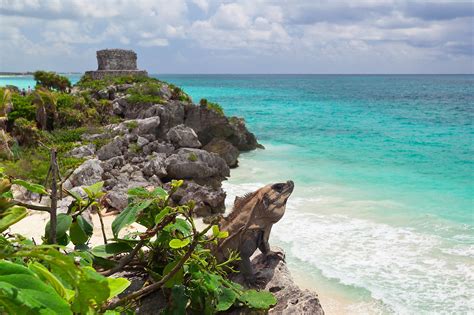 Tulum Culture And Jungle Adventure Tour From The Riviera Maya Tourist