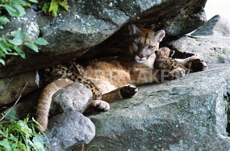 Female Cougar Lying Under Rock Overhang With Cubs Minnesota Usa