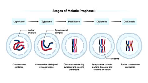 What Marks The Final Stage Of Meiotic Prophase I