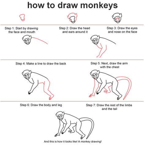 Learn How To Draw Monkeys ~ Art And Drawing