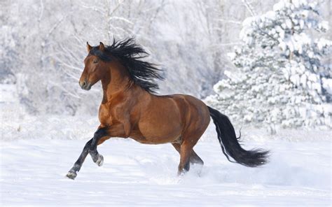 Horse Scenes Wallpaper 62 Images