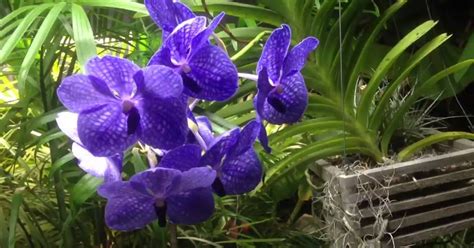 Grow And Care Vanda Orchid Plants Travaldos Blog