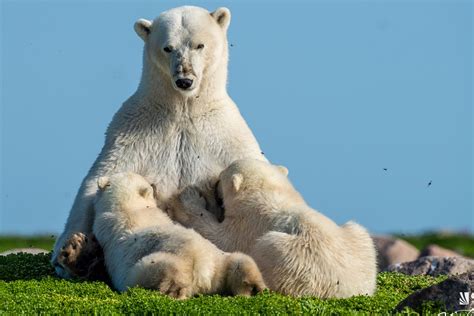 Vancouver Photographer Wins Award For Polar Bear Snaps North Shore News