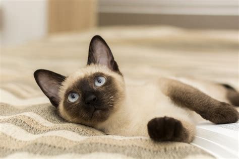Siamese cat eyes are blue because humans see them that way. Die Top 7 der kleinsten Katzenrassen | Eine geeignete ...
