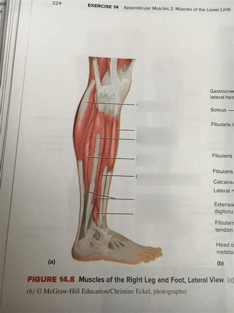 Side Lower Leg Muscles Diagram Quizlet