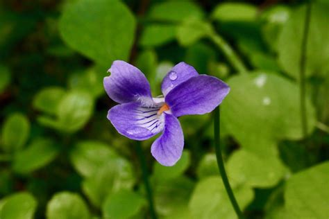 Early Blue Violet Montana Outdoors