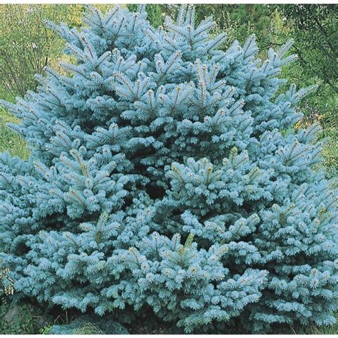 55 Gallon Colorado Blue Spruce Globe Feature Tree In Pot With Soil