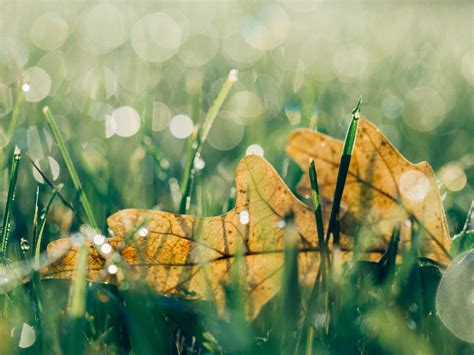 Free Images Tree Water Nature Branch Light Bokeh Plant Meadow