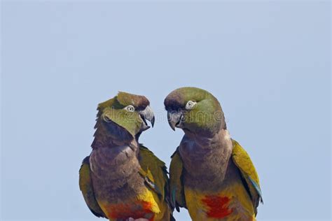 Two Burrowing Parakeets Appear To Be Talking To Each Other And Laughing