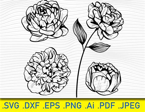 Peonies Clipart peony SVG flower clipart Instant Download | Etsy