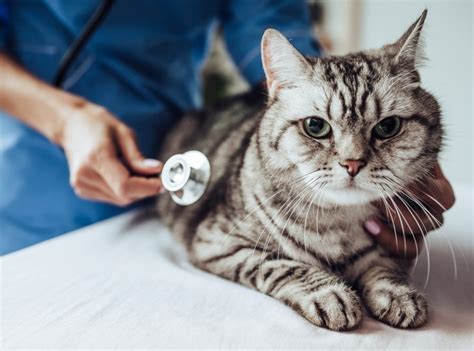 Upper Respiratory Infection In Cats Causes Signs Diagnosis And Treatment