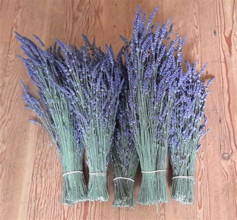 Bulk And Wholesale Lavender Cowichan Valley Lavender