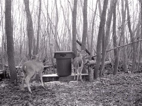 Homemade Feeders And Feeding Deer Deer Feeders Gravity Deer Feeders