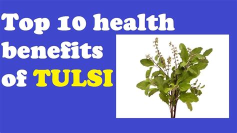 Top 10 Health Benefits Of Tulsi Amazing Benefits Of Tulsi Plant
