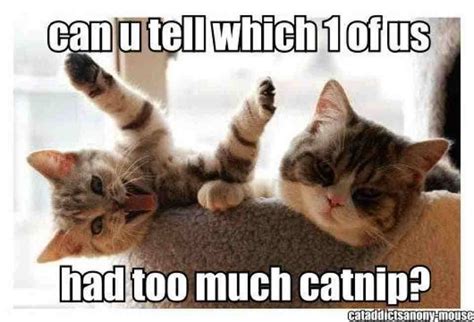 Catnip Cat Quotes Funny Funny Animal Memes Cute Funny Animals Funny