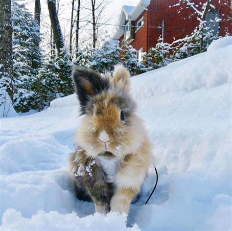 Adorable Bunny In The Snow