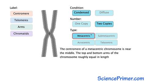 Describe The Organization Of The Eukaryotic Chromosome