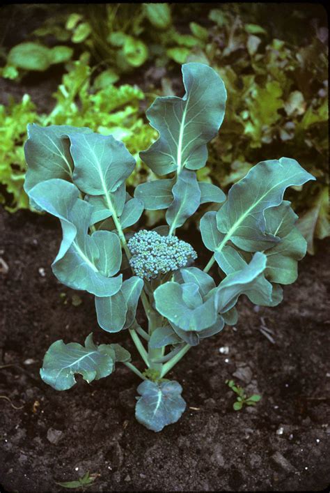 Brassica Oleracea Brassicaceae