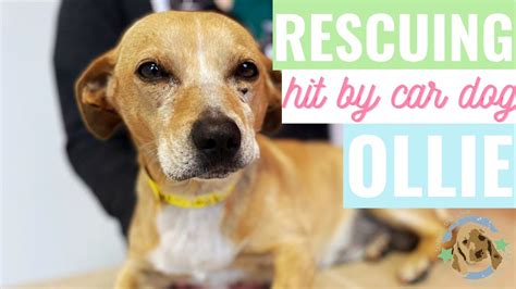 Rescuing Hit By Car Dog Meet Ollie Rescued 632021 From Seaaca
