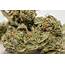 White Lightning Strain Of Marijuana  Weed Cannabis Herb
