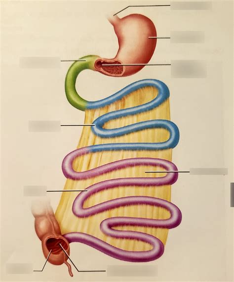 Small Intestine Diagram Quizlet