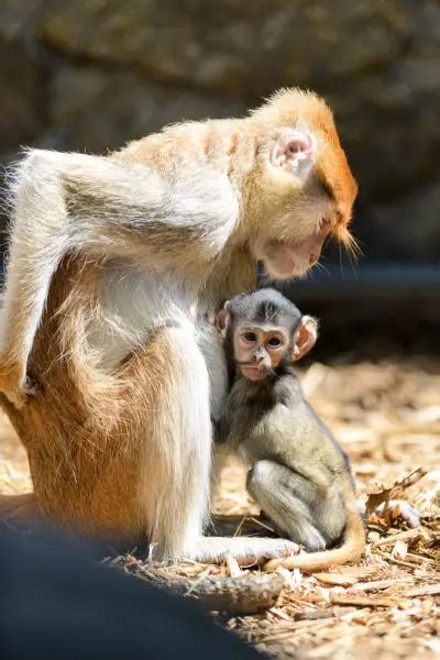Patas Monkey Facts Diet Habitat And Pictures On Animaliabio