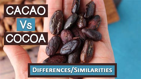 Cacao Vs Cocoa Top 6 Differences And Similarities Youtube