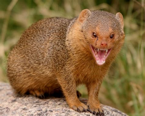 Mongoose Animal Wildlife