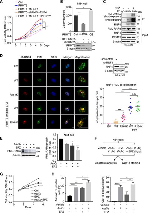 Inhibition Of Prmt5 Enhances Pml Rarα Degradation And The Therapeutic