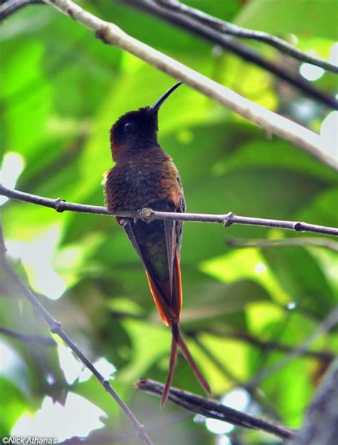 Carmesim Topaz Topaza Pella Hummingbird Beautiful Birds Gallery