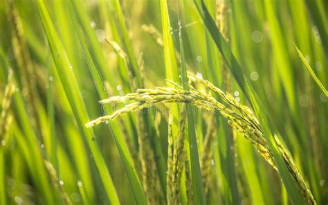 Paddy rice crop stock image. Image of nature, cultivate - 44615831