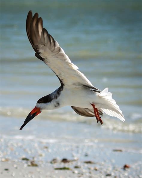 Black Skimmer Photograph By Deb Henman Fine Art America