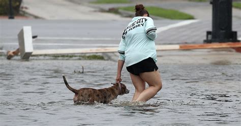 How To Support Animal Shelters During Hurricane Harvey