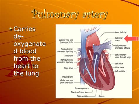 Ppt The Human Heart Powerpoint Presentation Free Download Id5427081