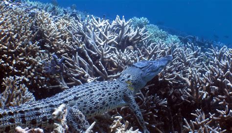 A Long Way From Home Crocodile Spotted On The Great Barrier Reef