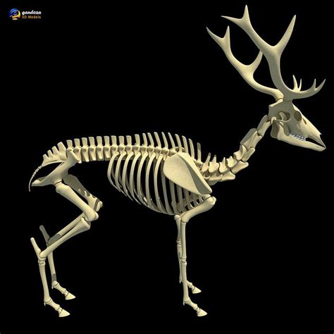 Deer Skeletons Deer Skeleton Animal Skeletons Animal Bones