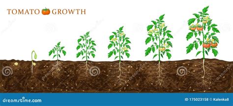 Tomato Plant Growth Stages From Seed To Flowering And Ripening