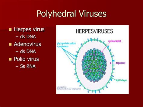 Ppt Viruses And Bacteria Powerpoint Presentation Free Download Id