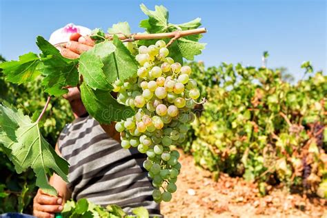 Farmers Picking Wine Grapes During Harvest At A Vineyard Stock Image