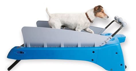 15 High Tech Gadgets To Pamper Your Dog Part 2