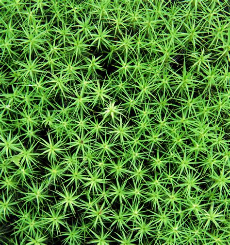 Polytrichum Commune Moss Stock Image B4000045 Science Photo Library