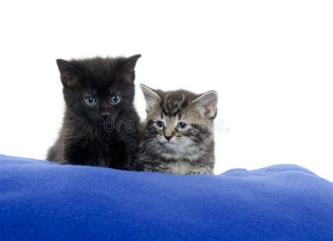 168 Two Kittens Blue Blanket Stock Photos Free And Royalty Free Stock
