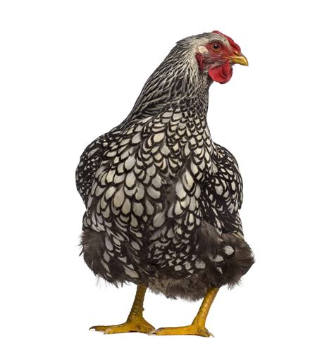 Wyandotte Chickens All You Need To Know Heritage Acres Market Llc