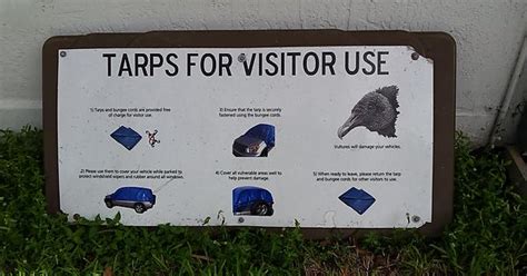 vultures give zero fucks about your car imgur