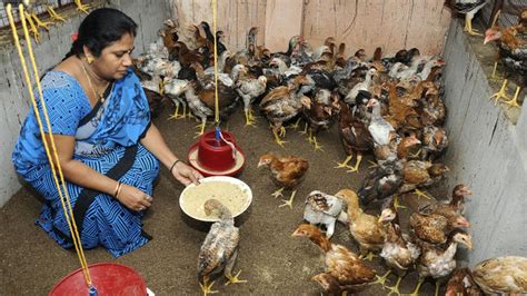 Womens Shg Members Encouraged To Take Up Poultry The Hindu
