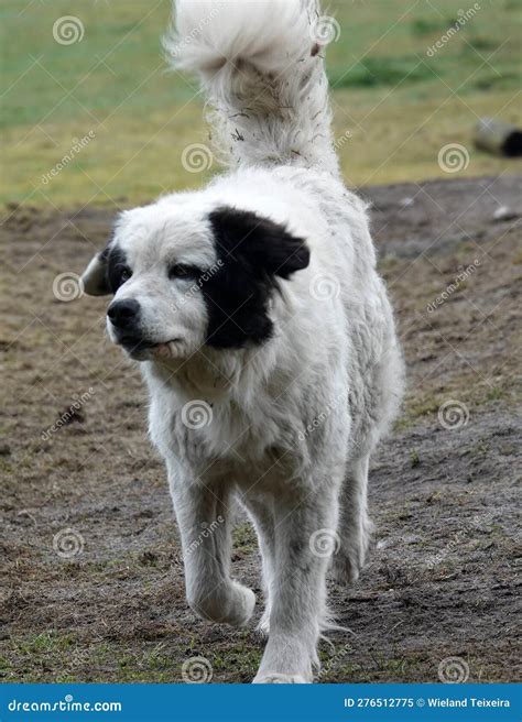 Black And White Mountain Dog Stock Image Image Of Majestic Walking