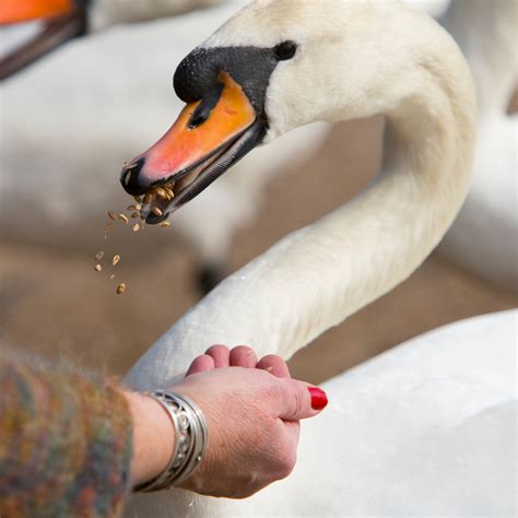 Feeding The Swans Cathryng Blipfoto