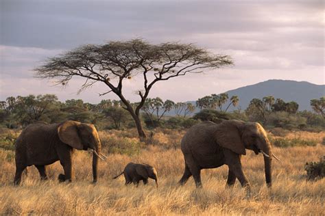 Kenya — James Warwick Wildlife Photography